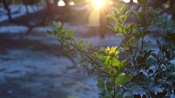 Mastic trees garden in the golden hour. Sunlight shining with the rays through the foliage. Selective focus. Chios, Greece. video