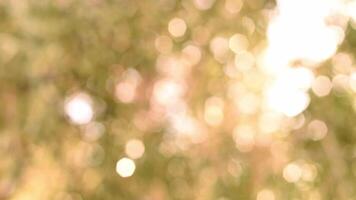 Beautiful bokeh background. Blurred branches swaying in slow motion in bright daylight. Moving gold, shiny lights, defocused light reflections. Motion graphics. video