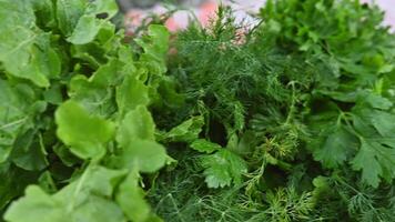 Fresh dill, arugula, parsley closeup. Organic vegetables. Trading on the street from a tray. Healthy eating concept. Small farm business support. Selective focus. Chios Greece. Slow motion video