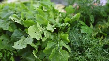 Fresh dill, arugula, parsley closeup. Organic vegetables. Trading on the street from a tray. Healthy eating concept. Small farm business support. Selective focus. Chios Greece. Slow motion video