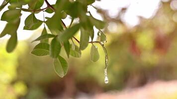 The resin mastic oozes in tears out of the branch of a mastic tree. Drops brightens and twinkles in the sun. Sunlight shining through the foliage with the rays. Selective focus. Chios, Greece. video