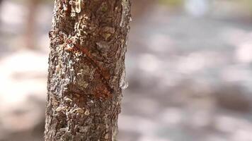 selektiv fokus på de mastik osar i tårar ut av de gren av en mastik träd. mastik droppar ljusna och tindra i de solljus. skön bokeh bakgrund. chios ö, grekland. video