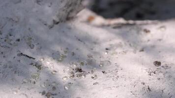 schließen oben von Harz Mastix Tropfen aufhellen und funkeln im das Sonnenlicht auf das Boden. Schatten auf das Boden von das Laub von das Mastix Baum winken im das Wind. selektiv Fokus. Chios Insel, Griechenland. video