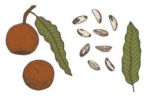 Brazilian nut hand drawn sketch on isolated background. Engraved set with nuts, leaf, flower, fruit, branch. Organic product, food, oil. Design for card, print, paper, recipe, menu, label, packaging vector