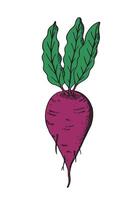 Ripe red beets with green leaves hand drawn illustration on isolated background. Food ingredient, organic vegetable. Design element for logo, card, banner, sticker, poster, print, label, paper vector