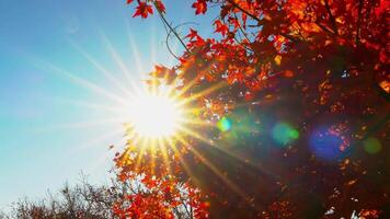 Falling autumn maple leaves against clear blue sky with sunrise flare. fall color in forest in Japan video