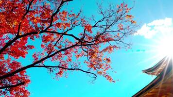 Colorful Autumn with Kinkakuji temple Golden pavilion in Kyoto, Japan video