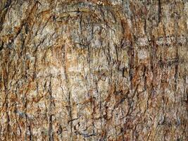 Wooden texture of various colors photo