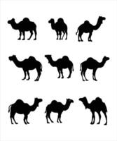 silhouettes of camel isolated over white background vector