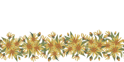 gul arnica montana sömlös gräns, blomning band ClipArt. vattenfärg vargbana blommor baner. blommig illustration för förpackning, washi tejp, etiketter, skönhet, baner, kosmetika, ört- medicin png