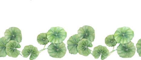 Green centella asiatica seamless border, vibrant foliage ribbon clipart. Watercolor gotu kola banner botanical design for beauty products, cosmetics, herbal medicine, ayurvedic food supplements png