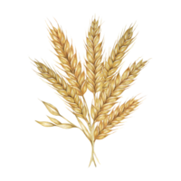 Wheat ears bunch, stalks of barley bouquet, cereals spikes. Watercolor illustration for bread, beer, whisky, malt, flour packaging, tags and label. Symbol of Shavuot, Thanksgiving, Oktoberfest clipart png