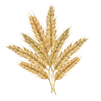 Barley spikes bunch, cereal grain ears, wheat stalks. Bouquet for Shavuot, Thanksgiving, Oktoberfest clipart. Cottagecore rustic watercolor illustration for beer whisky, bread, flour packaging, label. png