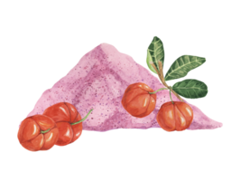 acerola röd körsbär och rosa pulver exotisk tropisk frukt ClipArt med löv. smoothie hälsosam ingrediens vattenfärg illustration. superfood vitamin c för skriva ut, förpackning, märka, mat tillägg png