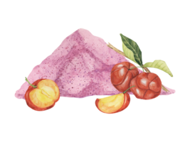 Acerola Scheiben und Rosa Pulver, rot Barbados Kirsche tropisch Früchte Clip Art mit Blätter. Smoothie Zutat Aquarell Illustration. Superfood Vitamin c zum drucken, Verpackung, Etiketten, Essen Ergänzungen png