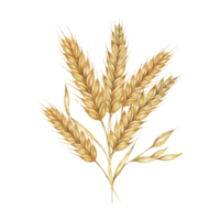 Barley spikes bouquet, cereal ears, wheat stalks. Grains for Shavuot, Thanksgiving, Oktoberfest clipart. Cottagecore rustic watercolor illustration for beer whisky, bread, flour packaging, label. png