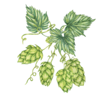 Hop cones and leaves branch watercolor illustration. Green humulus lupulus composition for Oktoberfest, St. Patrick's day celebration, beer label, brewery design. Hops plant clipart for menu, poster png