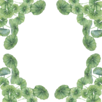 Centella asiatica Platz Rahmen Clip Art. Aquarell hab dich Cola Karte Vorlage mit Raum zum Text. botanisch Grün Hochzeit und Frühling Design. Layout zum Kosmetika, Schönheit Etikette und Verpackung. png