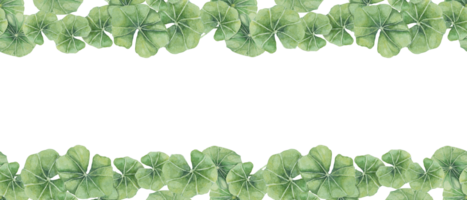 Green centella asiatica seamless border, vibrant foliage ribbon clipart. Watercolor gotu kola banner botanical design for beauty products, cosmetics, herbal medicine, ayurvedic food supplements png