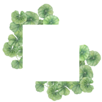 centella asiatica carré Cadre clipart. aquarelle je t'ai compris Cola carte modèle avec espace pour texte. botanique verdure mariage et printemps conception. disposition pour produits de beauté, beauté étiquette et emballage. png