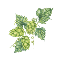 Hop cones and leaves watercolor illustration. Green humulus lupulus vine composition for Oktoberfest, St. Patrick's day celebration, beer label, brewery design. Hops plant clipart for menu, poster png