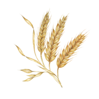 Barley spikes, cereal grain ears, wheat stalks. Symbol of Shavuot, Thanksgiving, Oktoberfest clipart. Cottagecore rustic watercolor illustration for beer, whisky, bread, flour packaging, labels. png