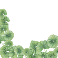 centella asiatica coin Cadre clipart. aquarelle je t'ai compris Cola carte modèle avec espace pour texte. botanique verdure mariage et printemps conception. disposition pour produits de beauté, beauté étiquette et emballage. png