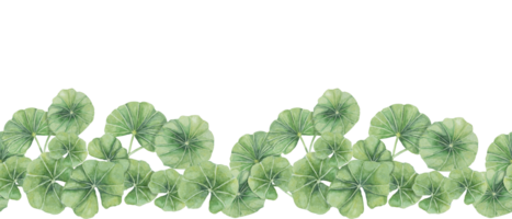 Grün Centella asiatica nahtlos Grenze, beschwingt Laub Band Clip Art. Aquarell hab dich Kola Banner botanisch Design zum Schönheit Produkte, Kosmetika, Kräuter- Medizin, ayurvedisch Essen Ergänzungen png