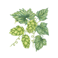 Hop cones and leaves branch watercolor illustration. Green humulus lupulus composition for Oktoberfest, St. Patrick's day celebration, beer label, brewery design. Hops plant clipart for menu, poster png