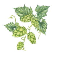 Hop cones and leaves watercolor illustration. Green humulus lupulus vine composition for Oktoberfest, St. Patrick's day celebration, beer label, brewery design. Hops plant clipart for menu, poster png