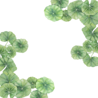 centella asiatica hoek kader clip art. waterverf ik heb je cola kaart sjabloon met ruimte voor tekst. botanisch groen bruiloft en voorjaar ontwerp. lay-out voor cosmetica, schoonheid etiket en verpakking. png