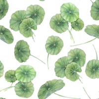 verde centella asiatica senza soluzione di continuità modello, vivace fogliame tessile, verdura clipart. acquerello gotu Kola botanico Stampa design per Abiti, sfondo, involucro carta, scrapbooking, abbigliamento, bellezza png