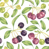 Maqui berry, purple pink fruit seamless pattern with leaves. Aristotelia chilensis textile watercolor ornament clipart. Vibrant Chilean wineberry print for clothing, paper, scrapbooking, wallpaper png