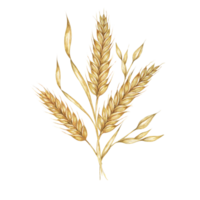 Barley spikes bunch, cereal grain ears, wheat stalks. Bouquet for Shavuot, Thanksgiving, Oktoberfest clipart. Cottagecore rustic watercolor illustration for beer whisky, bread, flour packaging, label. png