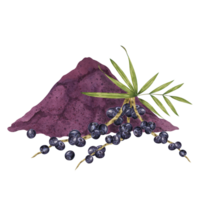 acai bessen superfood, eetpatroon poeder en palm bladeren. vers tropisch bessen en droog pulp set. waterverf illustratie voor afdrukken, verpakking, cosmetica, muesli, smoothie, supplementen, etiketten png