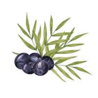 Acai berry superfood on palm branches with leaves. Exotic purple tropical berries Brazilian tree. Watercolor illustration for printing, granola, smoothie, food packaging, supplements, label, cosmetics png