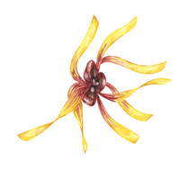 häxa Hassel gul medicinsk växt blommor ClipArt. hamamelis virginiana japonica blomma. vattenfärg illustration för kosmetika, vatten, ört- medicin grädde förpackning, salva, nationell dag png