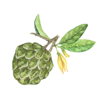 Ripe green whole tropical cherimoya exotic fruit with leaves and flowers. Hand drawn watercolor illustration of custard apple, sugar sweet apple for printing, packaging, sticker products, scrapbooking png