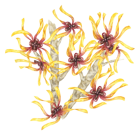 Hexe Hasel Blumen auf Baum Ast Clip Art. Hamamelis Virginia japonica Zweig. Aquarell Illustration zum Kosmetika, Wasser, Kräuter- Medizin Sahne Verpackung, Gel, Salbe, National Tag Flyer, Logo png