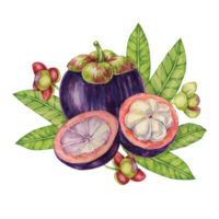 Purple mangosteen, whole, halved fruit and leaves tropical exotic Asian clipart. Garcinia mangostana plant watercolor illustration for sticker, label, food menu, cosmetic, beauty, poster, apparel png