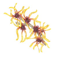 Hexe Hasel Gelb medizinisch Pflanze Blumen Clip Art. Hamamelis Virginia Geäst Illustration. Aquarell Zweig zum Kosmetika, Wasser, Kräuter- Medizin, Schönheit, Sahne Verpackung, National Tag Flyer, Logo png