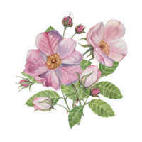 Dog rose bouquet, rosa canina watercolor floral clipart. Pink flower bundle, rose hips, buds and leaf of wild rose. Botanical briar boutonniere for printing, beauty, cosmetics, perfume, labels, food png