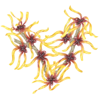 strega nocciola fiori su albero ramo clipart. amamelide virginiana japonica ramoscello. acquerello illustrazione per cosmetici, acqua, erbaceo medicina crema confezione, gel, unguento, nazionale giorno volantino, logo png