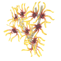 häxa Hassel gul medicinsk växt blommor ClipArt. hamamelis virginiana grenar illustration. vattenfärg kvist för kosmetika, vatten, ört- medicin, skönhet, grädde förpackning, nationell dag flygblad, logotyp png