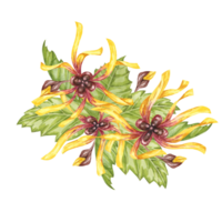 Witch hazel yellow medicinal plant flower and leaves clipart. Hamamelis virginiana in bloom. Watercolor florals for cosmetics, water, herbal medicine, beauty, cream packaging, national day flyer, logo png