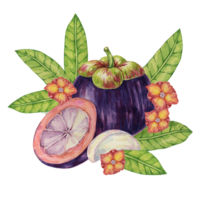 Halved cut mangosteen, slice, flowers, leaf of the tree tropical Asian fruit clipart. Garcinia mangostana plant watercolor illustration for sticker, food menu, cosmetic, beauty, juice, apparel png