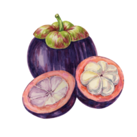 Purple mangosteen, whole, halved fruit of the tree tropical exotic Asian clipart. Garcinia mangostana plant watercolor illustration for sticker, label, food menu, cosmetic, beauty, poster, apparel png