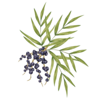 Acai berry superfood on palm branches with leaves. Exotic purple tropical berries Brazilian tree. Watercolor illustration for printing, granola, smoothie, food packaging, supplements, label, cosmetics png