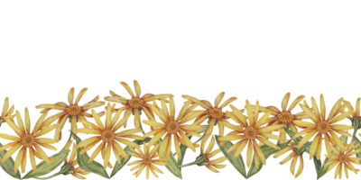 arnica Montana sans couture frontière, ruban clipart. aquarelle, main tiré tue-loup Jaune fleurs. floral illustration pour emballage, washi enregistrer, Étiquettes, cadeau, beauté, bannière, produits de beauté, à base de plantes médicament png