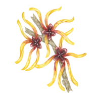 Hexe Hasel Gelb medizinisch Pflanze Blumen Clip Art. Hamamelis Virginia japonica Ast. Aquarell Illustration zum Kosmetika, Wasser, Kräuter- Medizin Sahne Verpackung, Gel, National Tag Flyer, Logo png